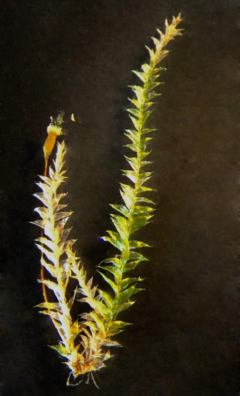 Isopterygiopsis muelleriana